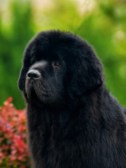 Fototapeta premium Purebred newfoundland dog