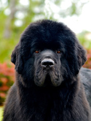 Fototapeta premium Purebred newfoundland dog