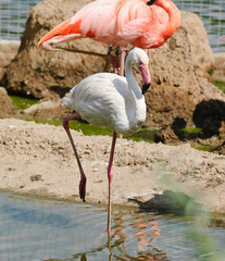 Pink and white flamingos at the zoo