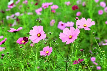 コスモスの花、風景