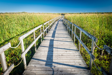 Obraz premium A Wooden Walkway in a Grass Field