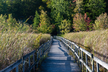 Fototapeta premium A Walkway to the Forest