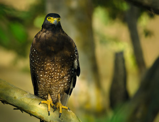 crested serpent eagle hawk