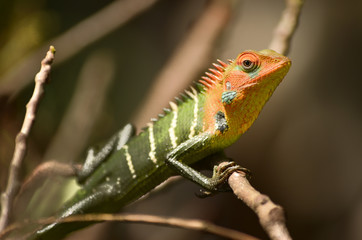 lizard colour