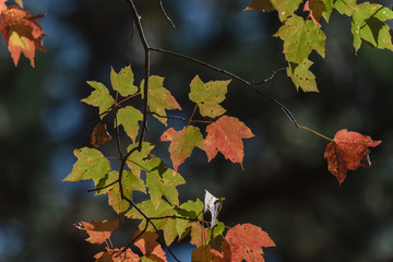 Close-up vibrant leaves changing color during fall season in Mesa, Arkansas, USA. Natural backlit...