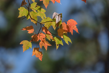 Close-up vibrant leaves changing color during fall season in Mesa, Arkansas, USA. Natural backlit...