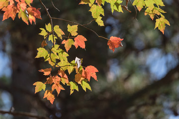 Close-up vibrant leaves changing color during fall season in Mesa, Arkansas, USA. Natural backlit...
