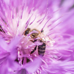 Bee on Flower