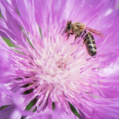 Bee on Flower