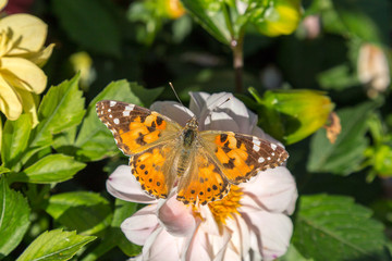 Fall Butterfly (Vanessa cardui) on a leaf during bright sunny day. Good for isolation and as a standalone picture.