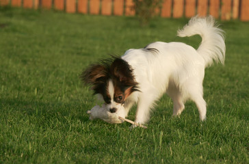 Beautiful young male dog Continental Toy Spaniel Papillon playing with plush toy on green lawn