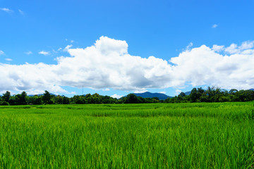 panorama landscape of rural organic rice paddy field with blue sky and cloud and tree background at countryside of north part of thailand. lampang province. agriculture, organic food concept.