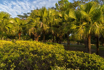 Fototapeta na wymiar Beautiful tropical palm trees in park