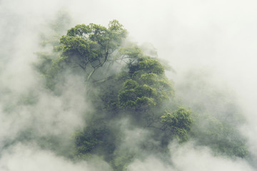 Fototapeta premium Las tropikalny we mgle w Japonii, vintage 