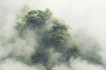 Gordijnen tropisch bos in Japan, natuurjungle met groene boom en mist, concept van zin-therapie comfortabele vrijheid ontspannen voor spa en yoga, eco natuurlijk duurzaam behoud © chokniti