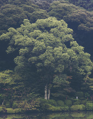 las tropikalny w Japonii, vintage filtr obrazu - 175421807