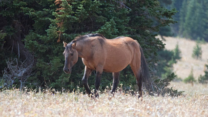 Bay Buckskin Stallion wild horse in the Pryor Mountains Wild Horse Range on the border of Montana...