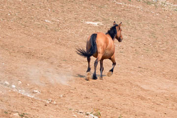 Bay Dun Buckskin Stallion wild horse running next to water hole in the Pryor Mountains Wild Horse...