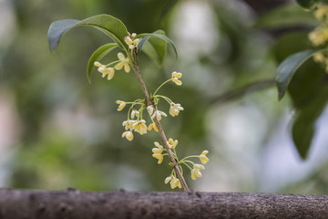 Sweet-scented osmanthus