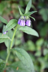 Obraz premium flower