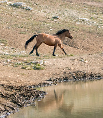 Obraz na płótnie Canvas Bay Dun Buckskin Stallion wild horse running next to water hole in the Pryor Mountains Wild Horse Range on the state border of Montana and Wyoming United States