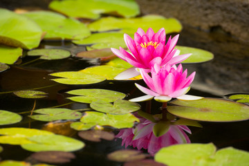 flowers and lily pads 