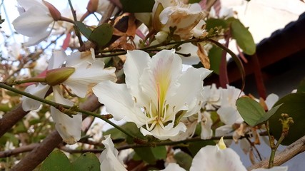 Flores y plantas en un d&iacute;a soleado a comienzos de primavera