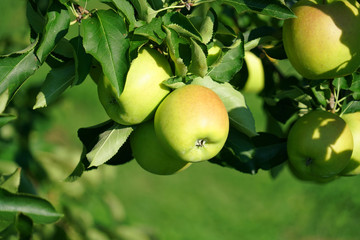 Fresh apples on the tree