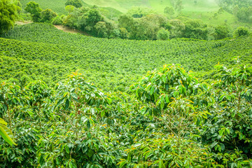 Fototapeta na wymiar Coffee Plantation in Jerico, Colombia