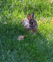 Small rabbit lying in the grass. 