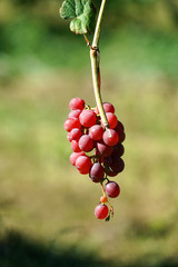 Close up on red grapes and leaves in the farm