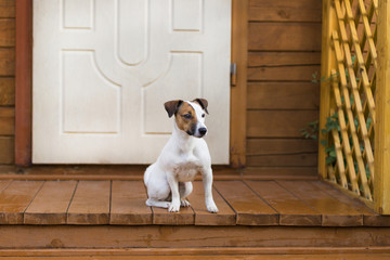 Jack Russell on the porch
