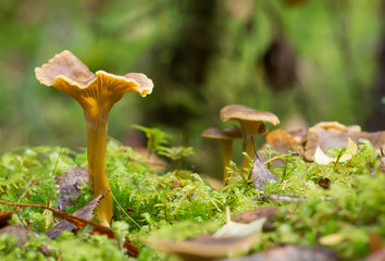 Funnel chanterelle, Craterellus tubaeformis growing among moss