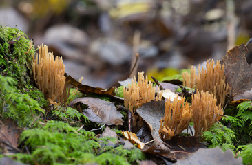 Coral fungi, Ramaria growing among moss