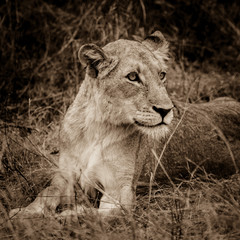 Lioness