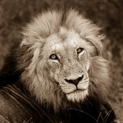 Face of the male lion