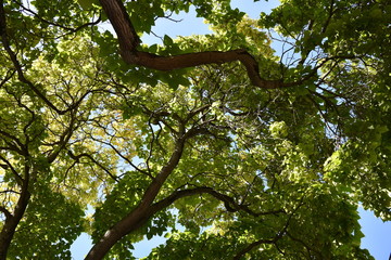 tree
