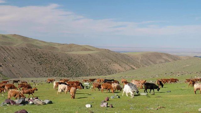 Goats graze on steppe pasture in natural mountain boundary Tsagduult, western Mongolia