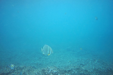 Obraz na płótnie Canvas Batfish over the reef