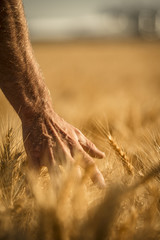 Wheat fields