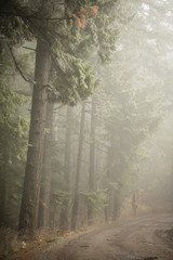 Obraz premium Foggy forest