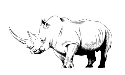 Obraz premium atakujący duży nosorożec narysowany ręcznie na białym tle oddzielony tatuaż
