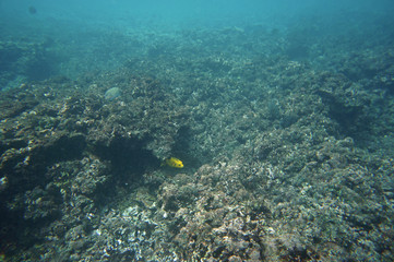 Fototapeta na wymiar Yellow Spotted Puffer hiding under a coral