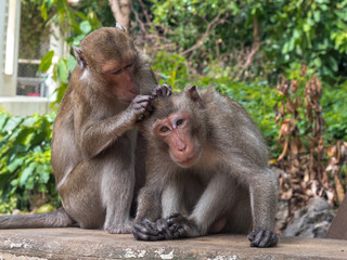 Two monkeys are looking for a tick