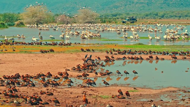 Cinematic shot of tourists in safari car watching migratory water birds in Lake Manyara National Park, Tanzania, Africa. Pelicans, storks, ducks, geese, teals, francolins, herons, Egrets, Ibis