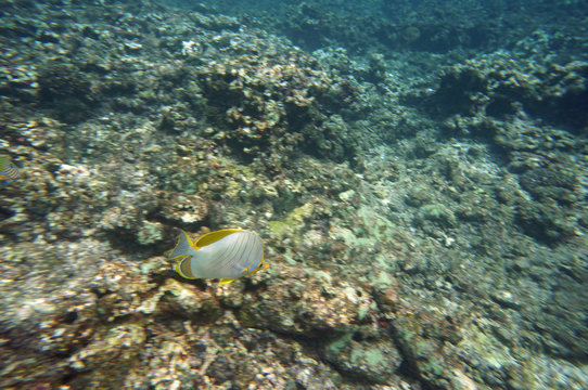 Yellow Butterflyfish swimming fast
