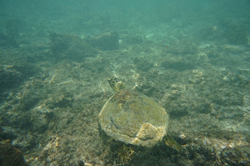 Hawksbill Turtle looking around