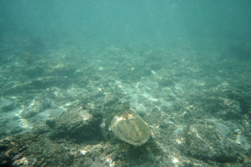 Naklejka na ściany i meble Hawksbill Turtle in the reef