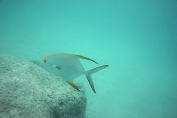 Snubnose Pompano with a granite rock