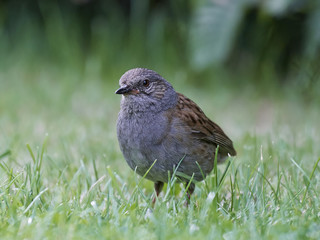 Fototapeta premium Dunnock (Prunella modularis)
